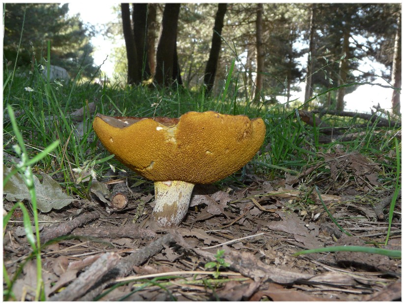 Stesso Boletus...?